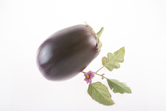 Bellezze Nera